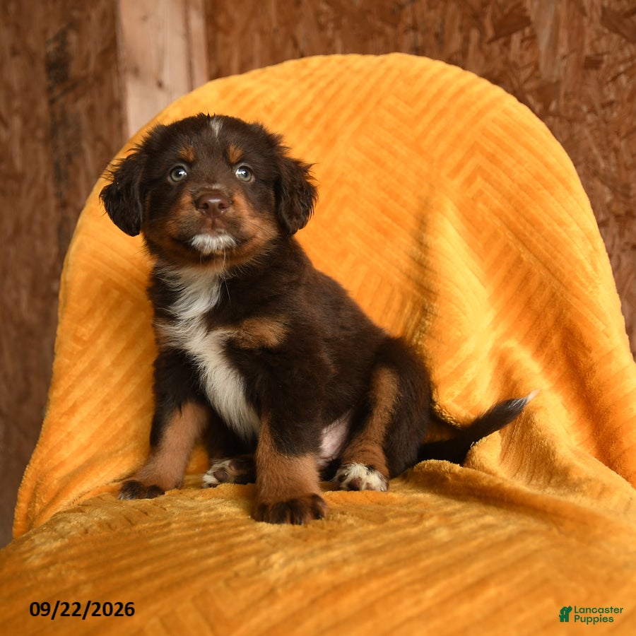 Mixed Breed dogs Mocha - Ad 1