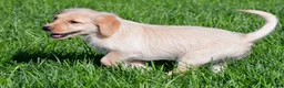 Labradoodle dogs for sale: Sadie - Ad 7