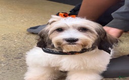 Mixed Breed dogs for sale: Mixed Breed Puppy 2 - Image 3