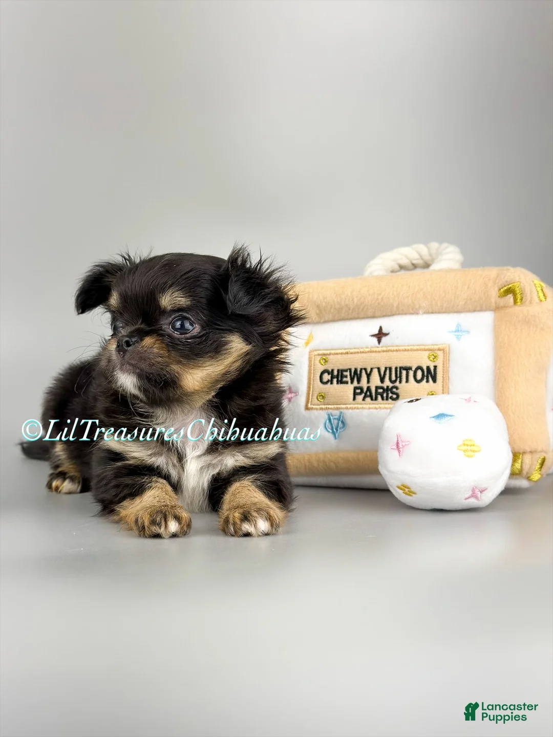 Chihuahua dogs for sale: Prime - Ad 2
