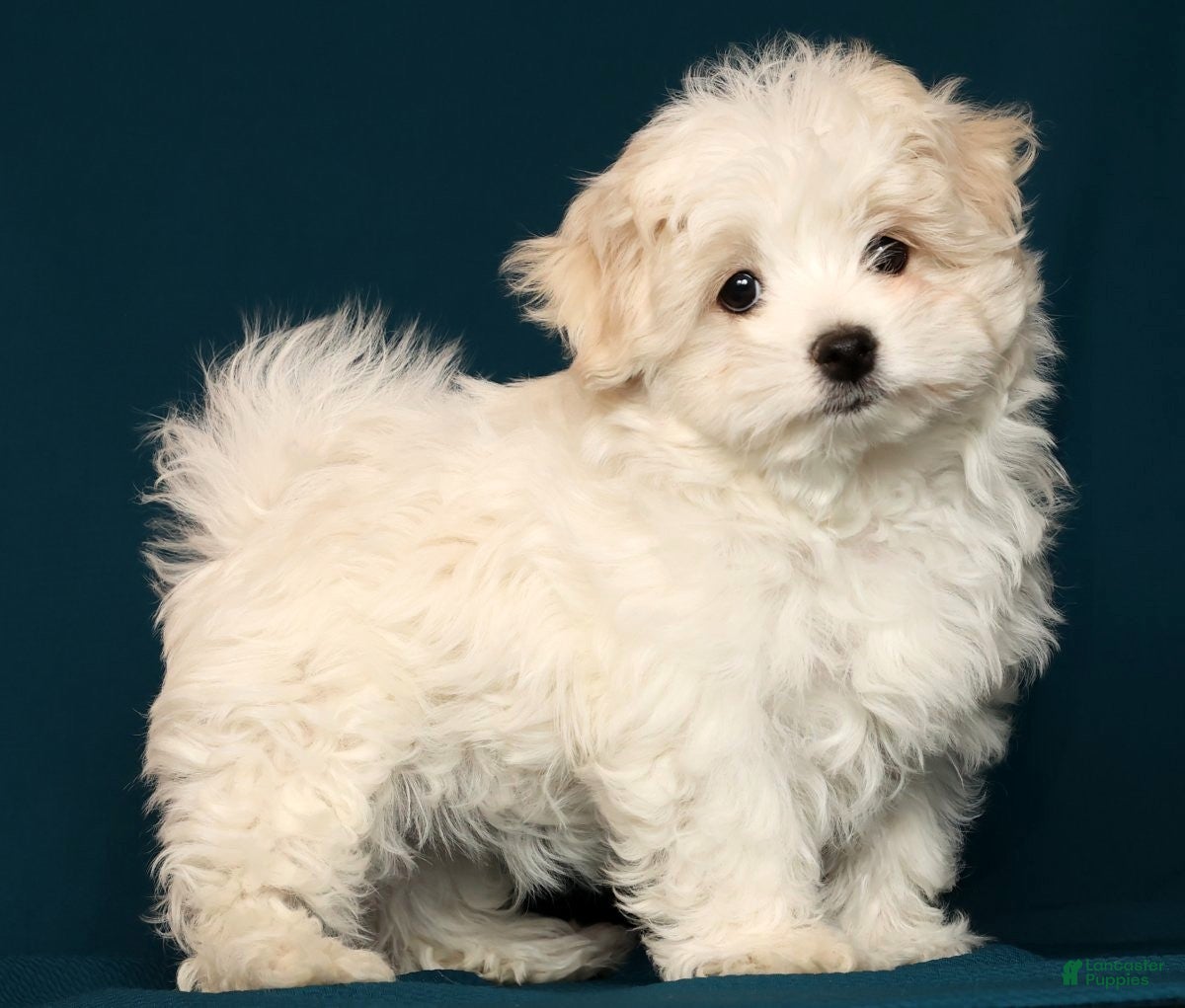 Maltese dogs Marco - Ad 11