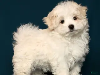 Maltese dogs Marco - Ad 2