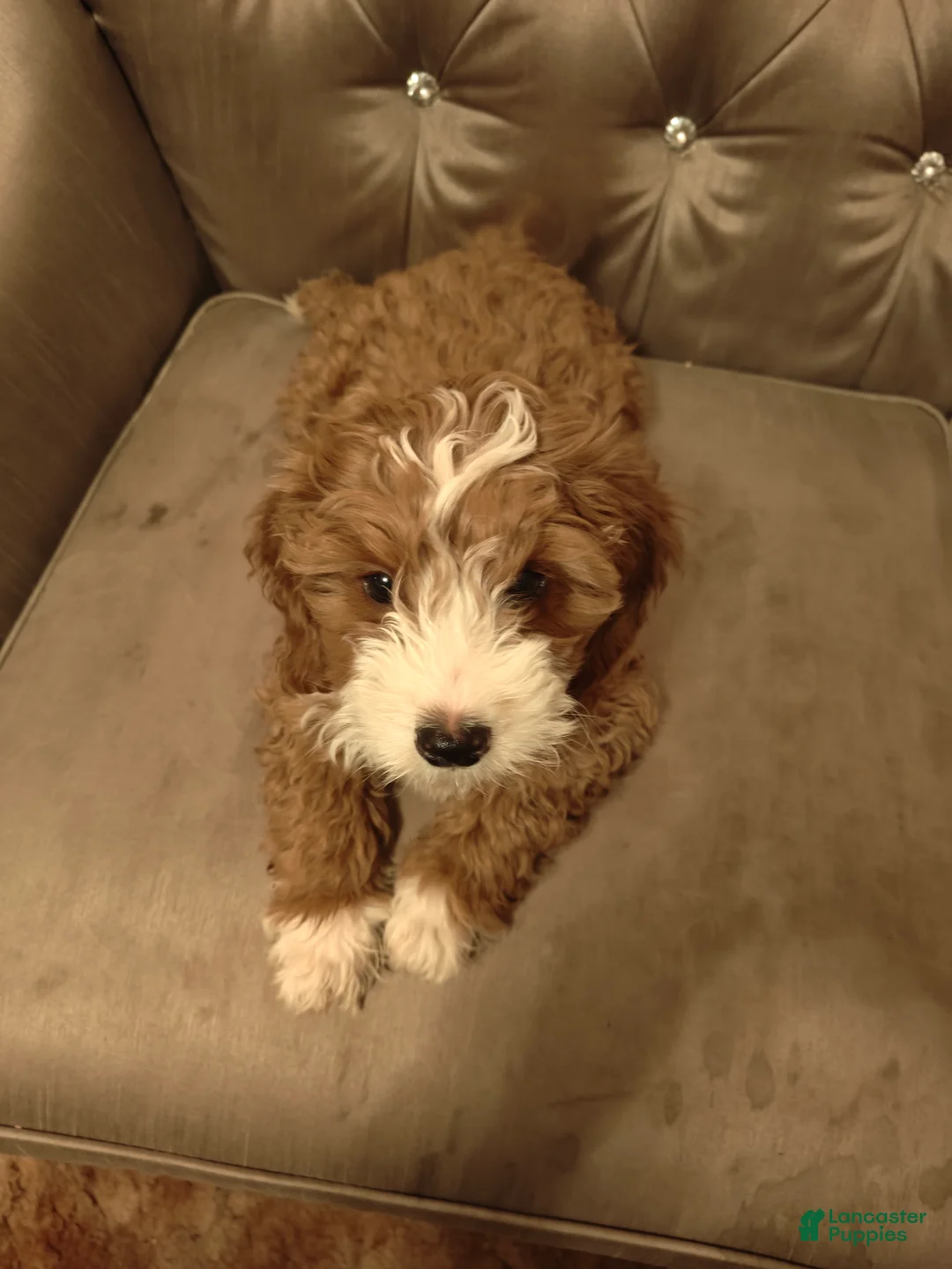 Gallery Image {{count}}