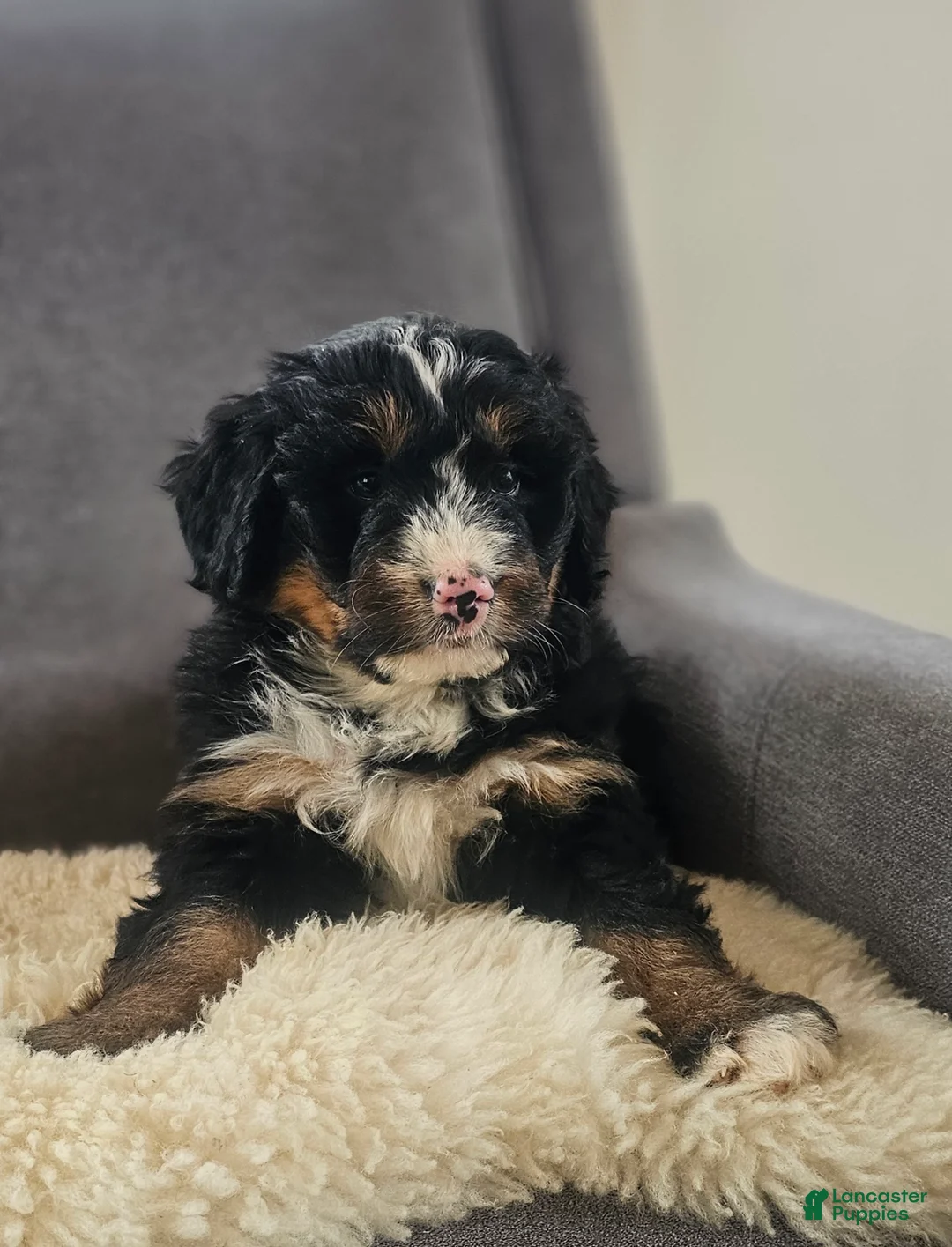 Bernedoodle dogs for sale: Coco - Ad 3
