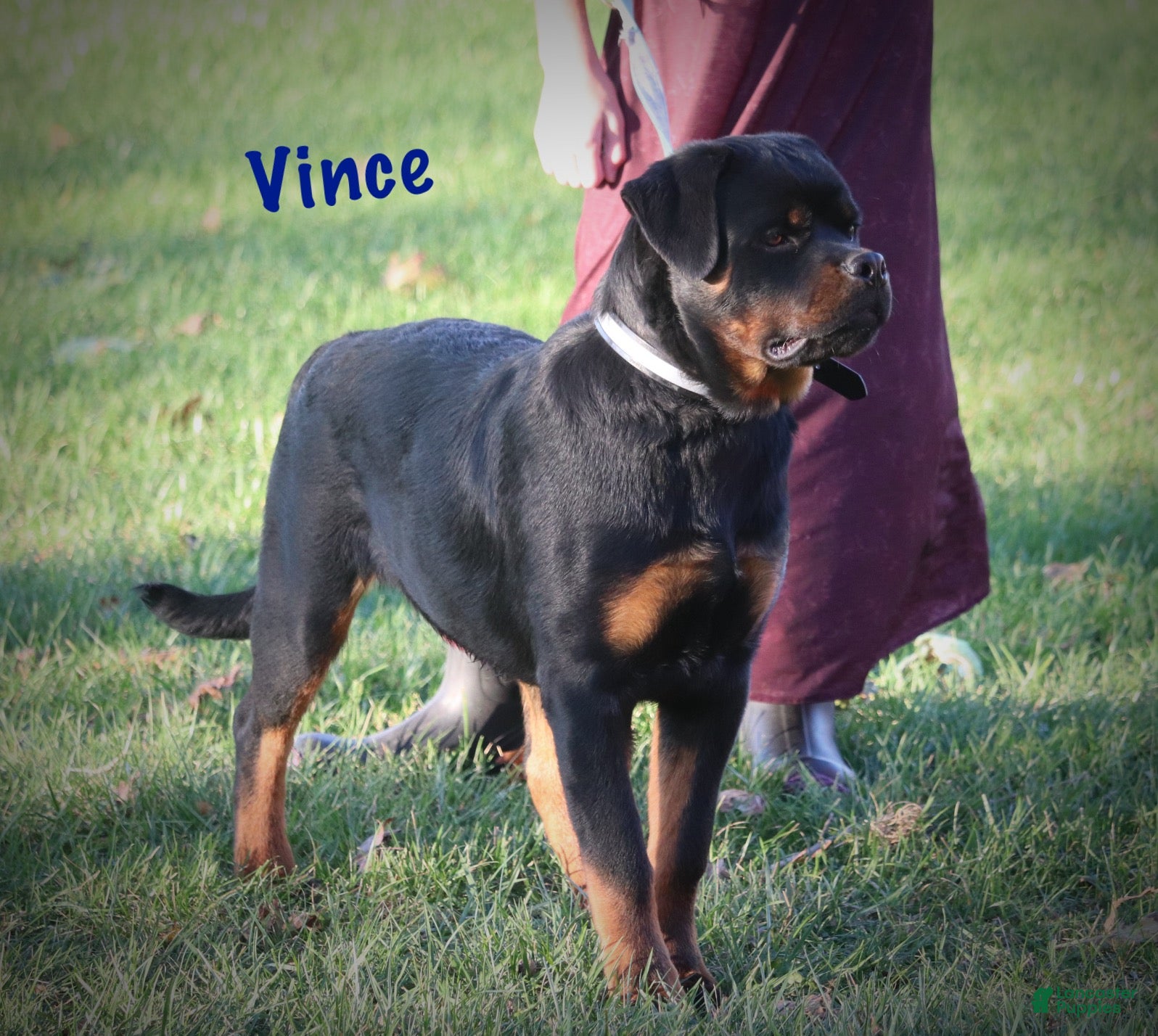 Rottweiler dogs Vince - Ad 11