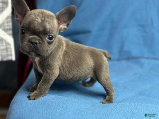French Bulldog dogs Baby - Ad 20