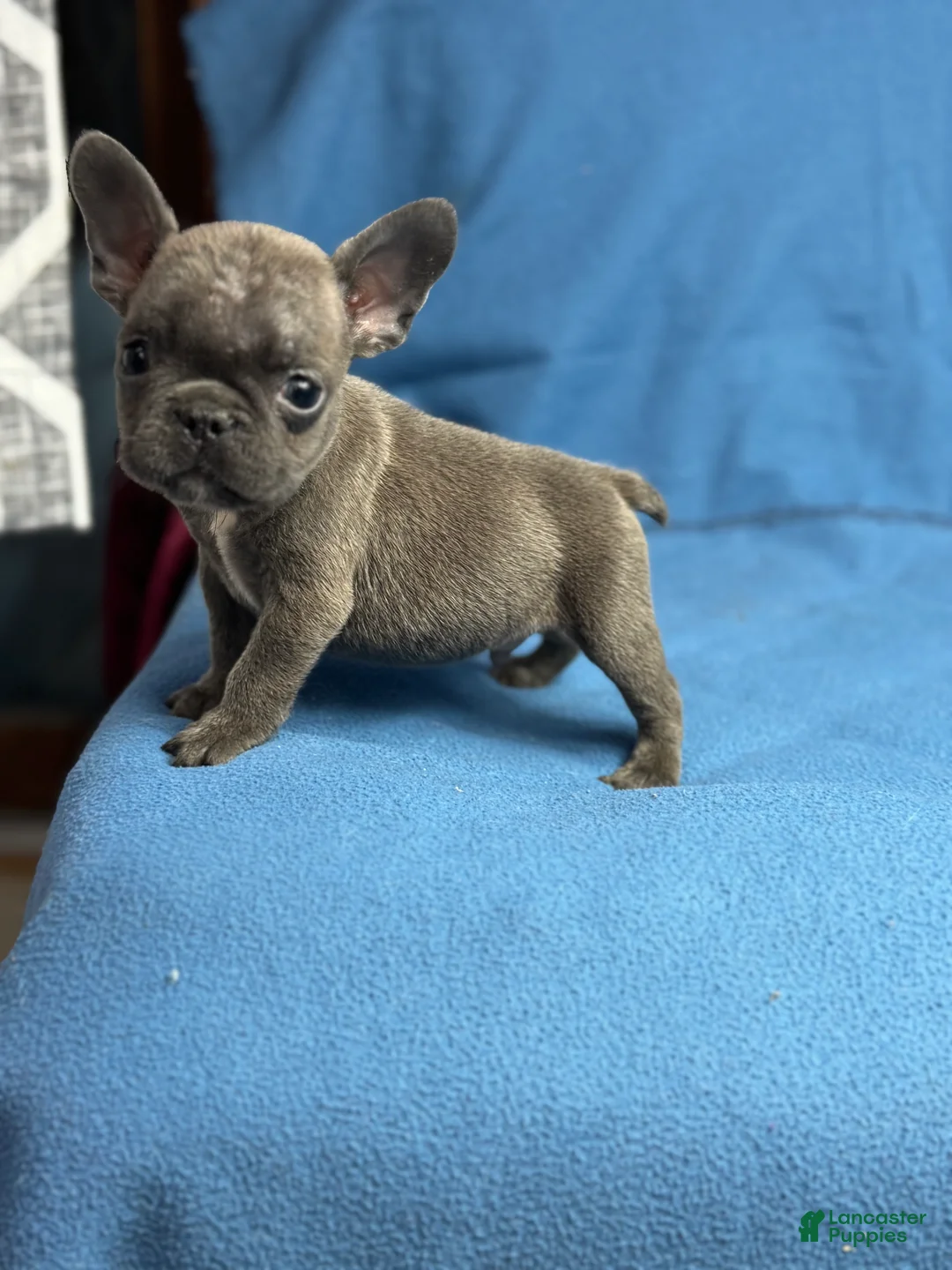 French Bulldog dogs for sale: Cookie - Ad 8