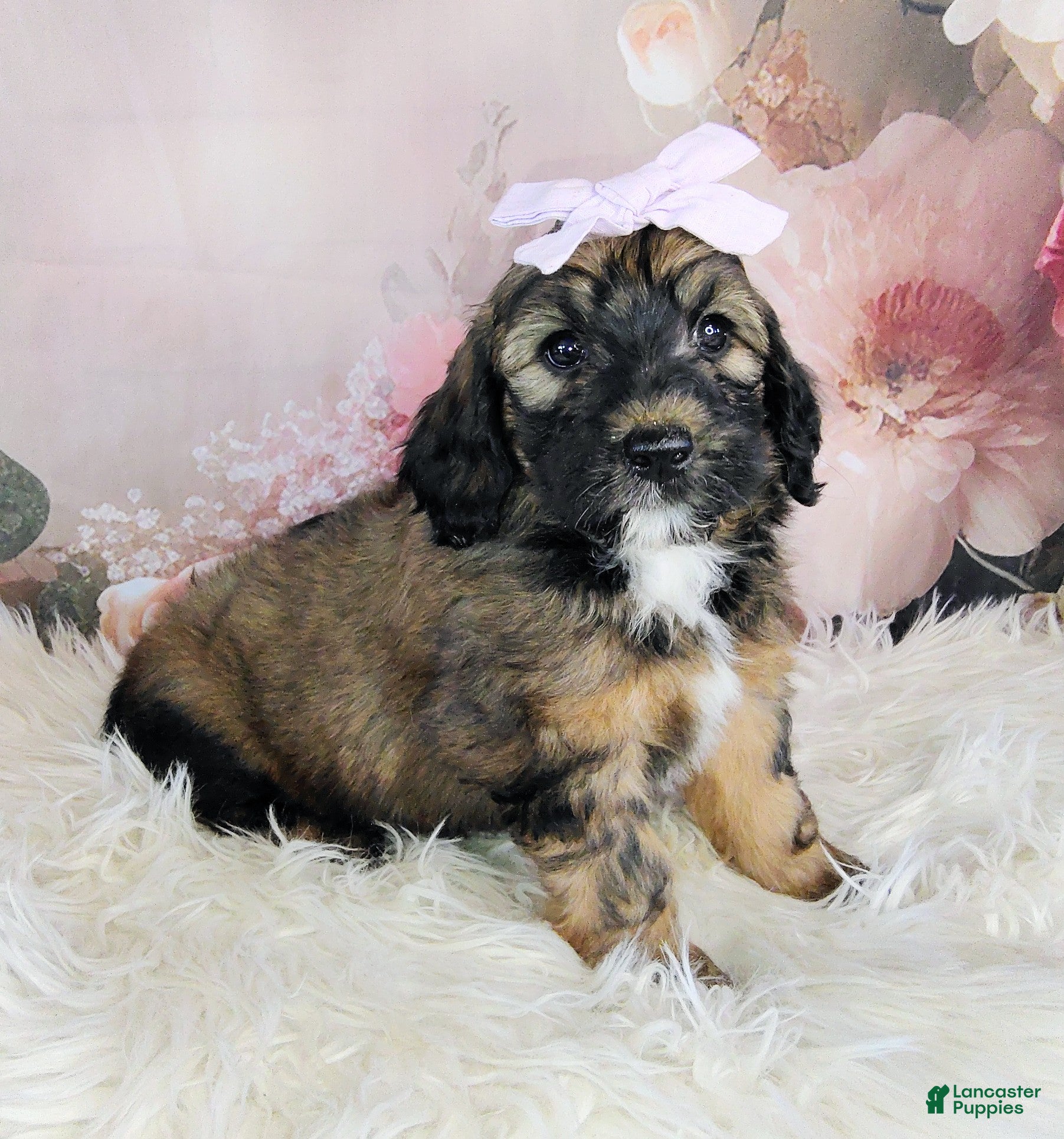 Saint Berdoodles dogs Rosie Cotton F1b Mini Saint Berdoodle - Ad 2