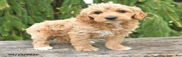 Goldendoodle dogs for sale: Monty - Ad 3