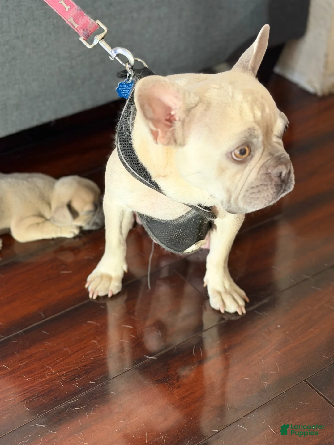 French Bulldog dogs for sale: French Bulldog Puppy 4 - Ad 2