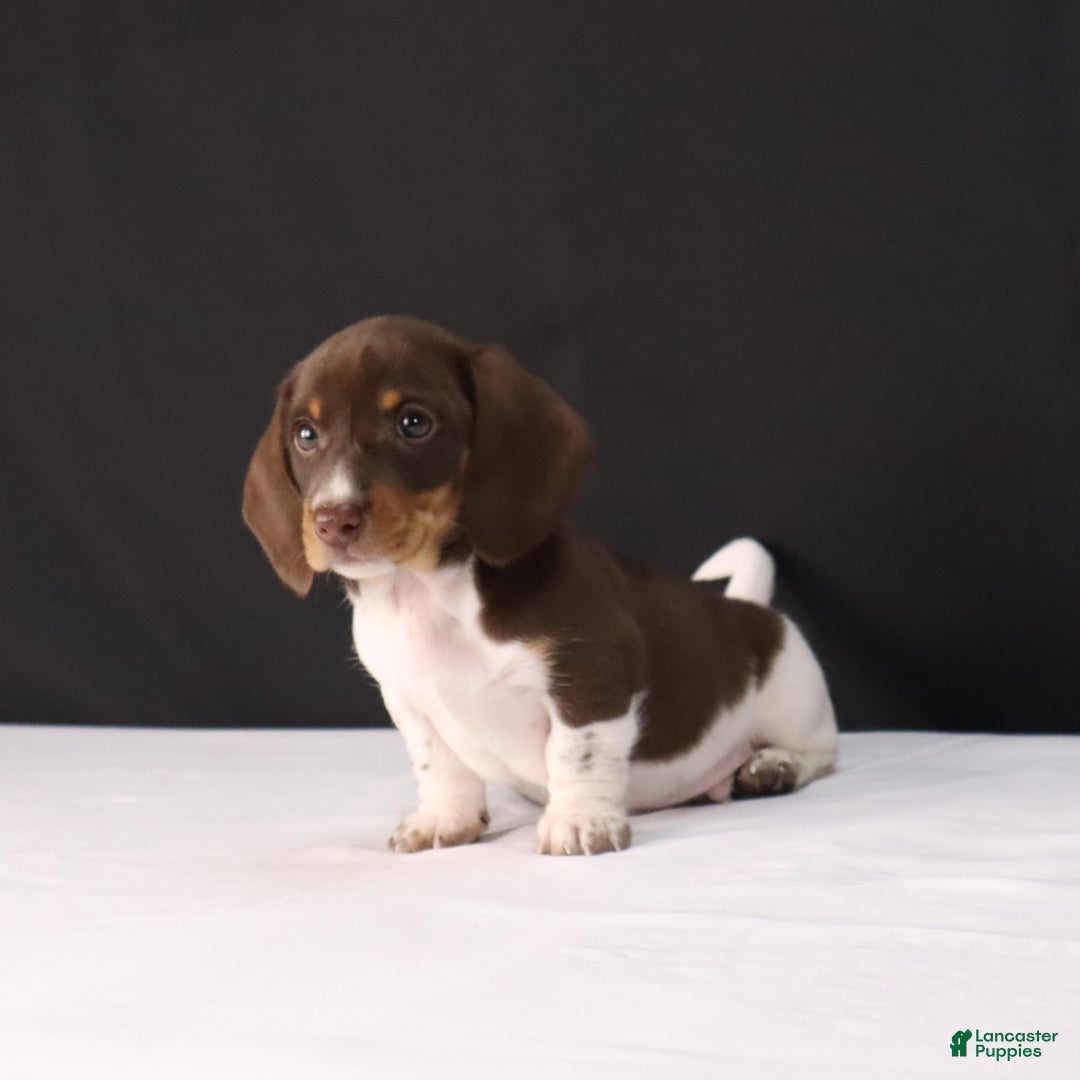 Dachshund dogs for sale: Pete - Ad 6