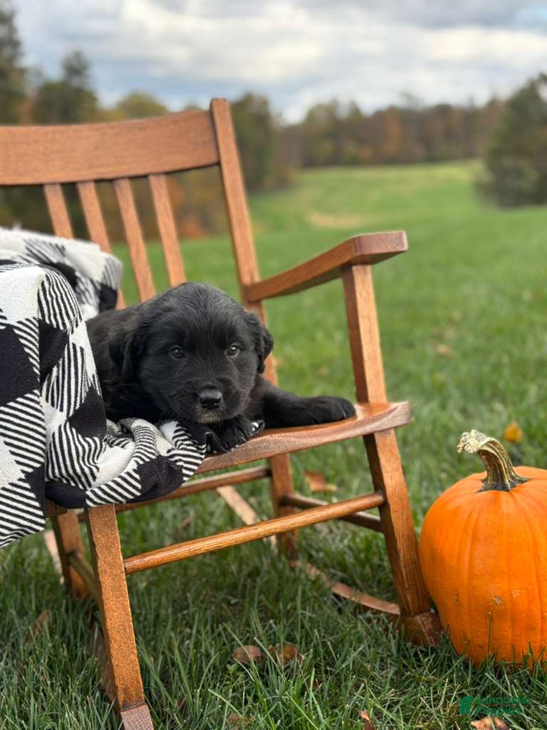 Mixed Breed dogs for sale: Mason - Ad 1