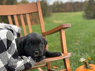 Mixed Breed dogs Mason - Ad 4