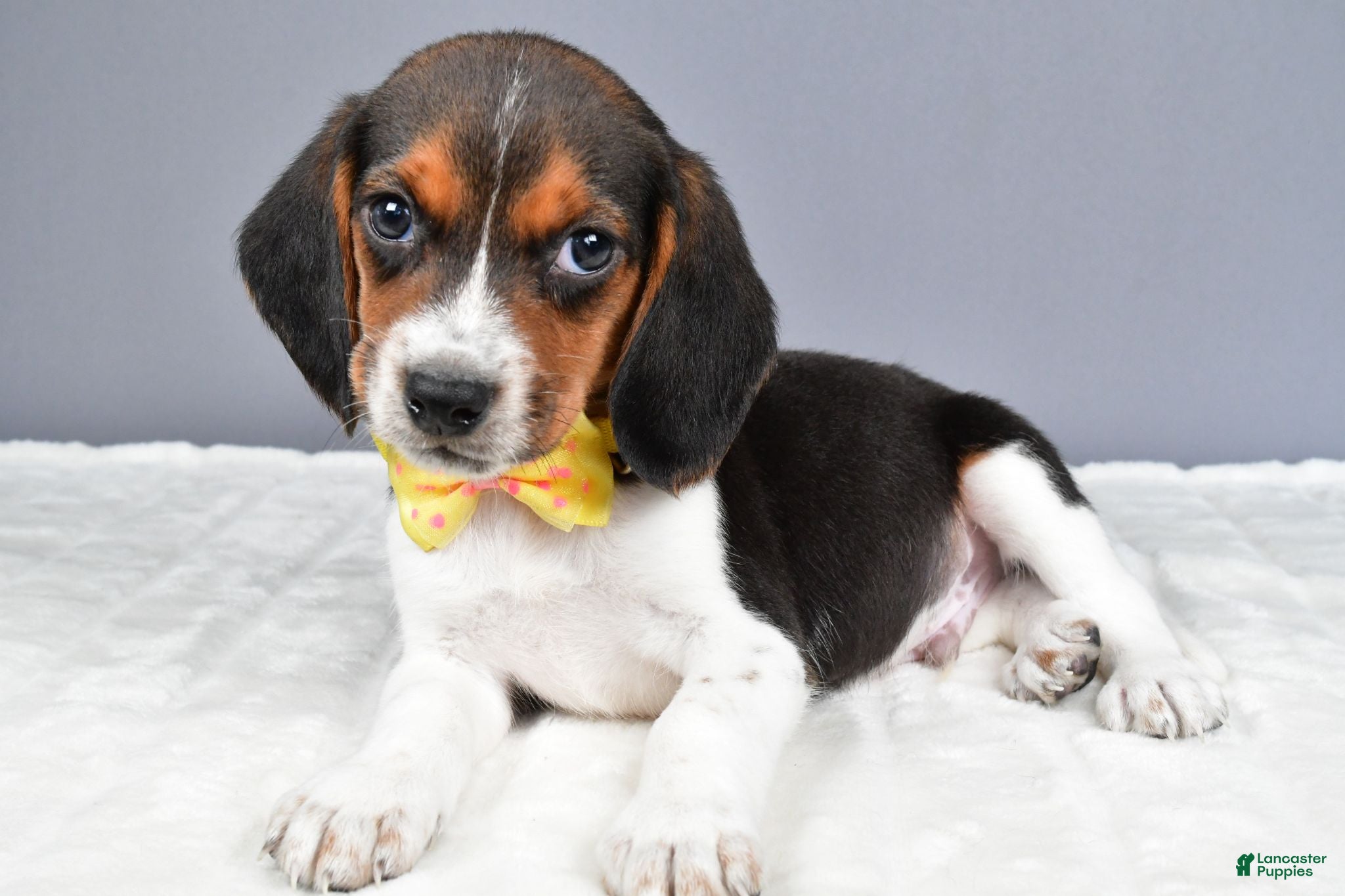 Beagle dogs Omar - Ad 2