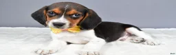 Beagle dogs for sale: Omar - Ad 2