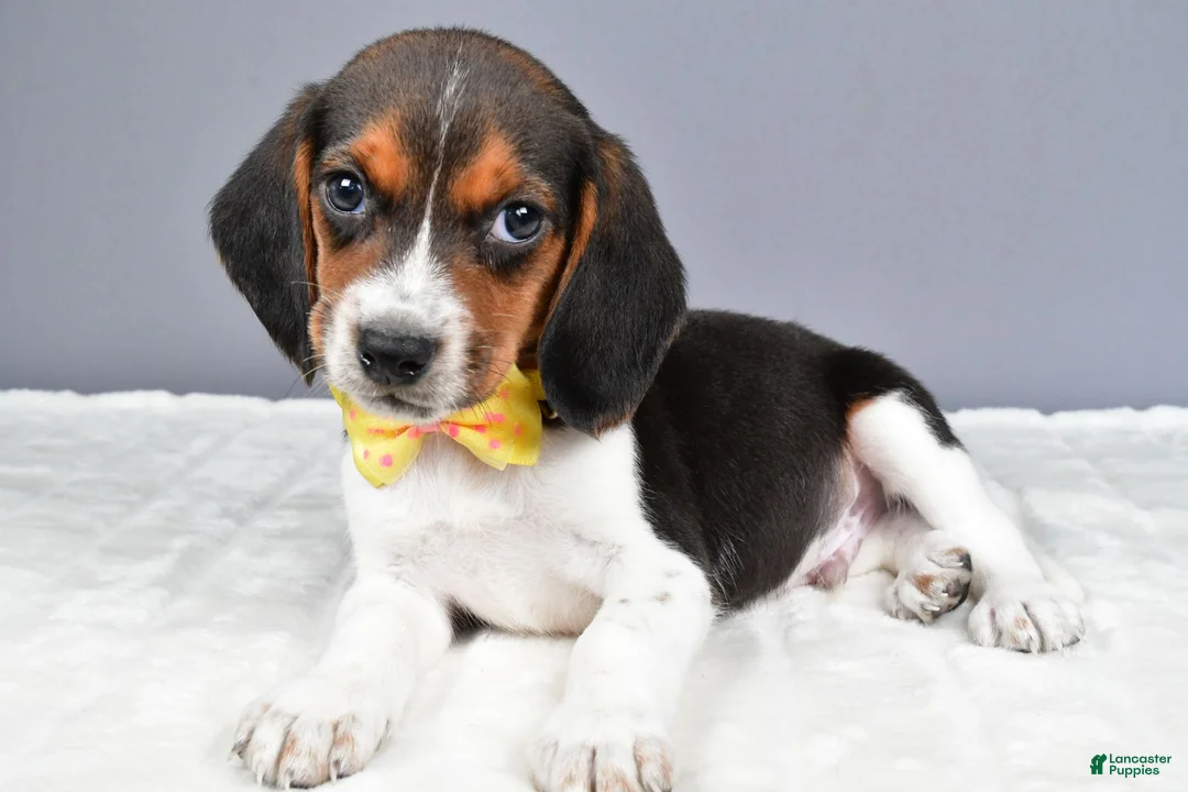Beagle dogs for sale: Omar - Ad 2