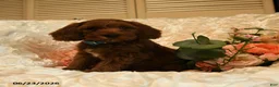 Mini Goldendoodle dogs for sale: Gus - Ad 1