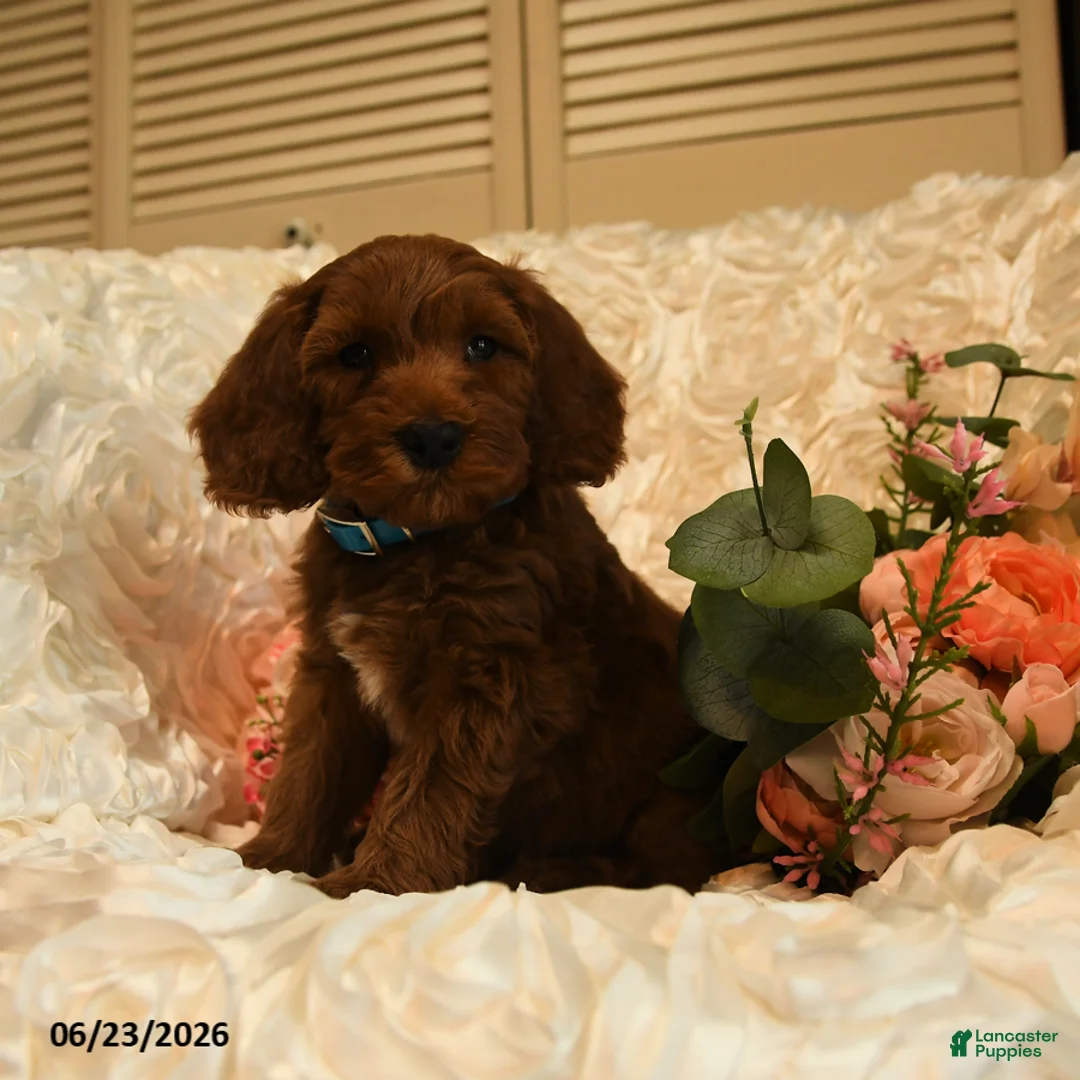 Mini Goldendoodle dogs for sale: Gus - Ad 1