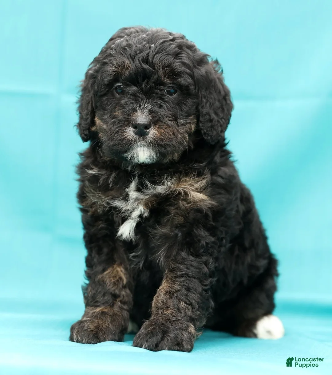 Mini Bernedoodle dogs for sale: Vicky - Ad 7
