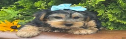 Yorkshire Terrier dogs for sale: Misty - Ad 6