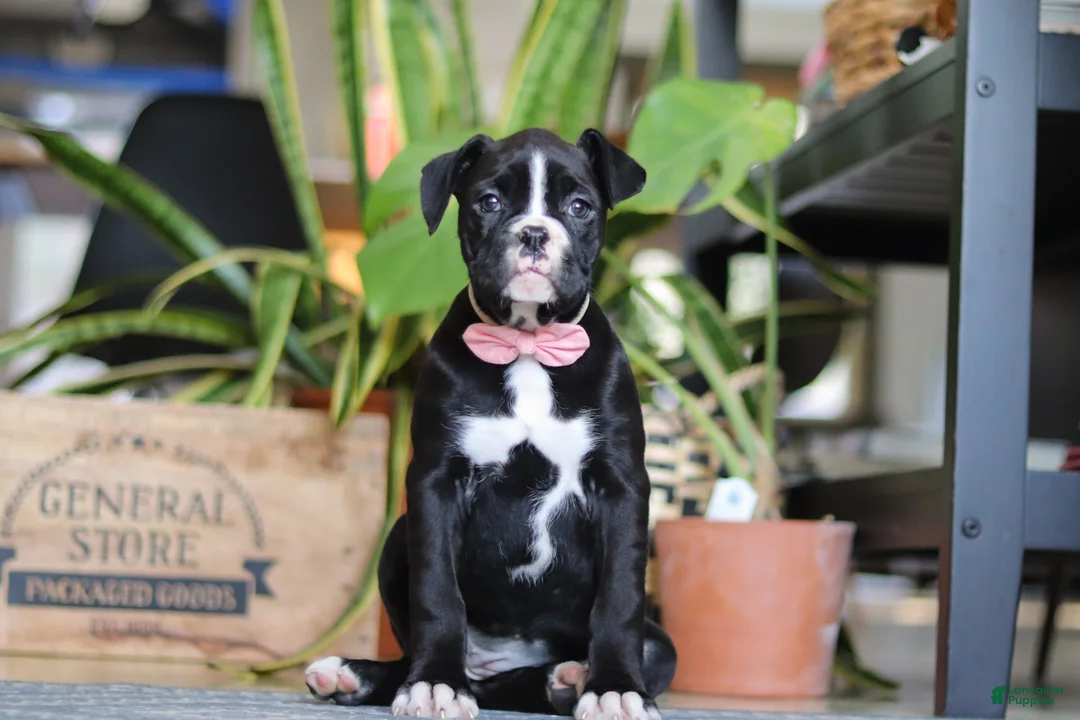 Boxer dogs for sale: Sammy - Ad 4