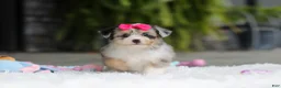 Mixed Breed dogs for sale: Ellie - Ad 5