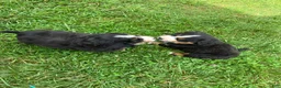 Bernese Mountain Dog dogs for sale: Green collar- Scruffy - Ad 7