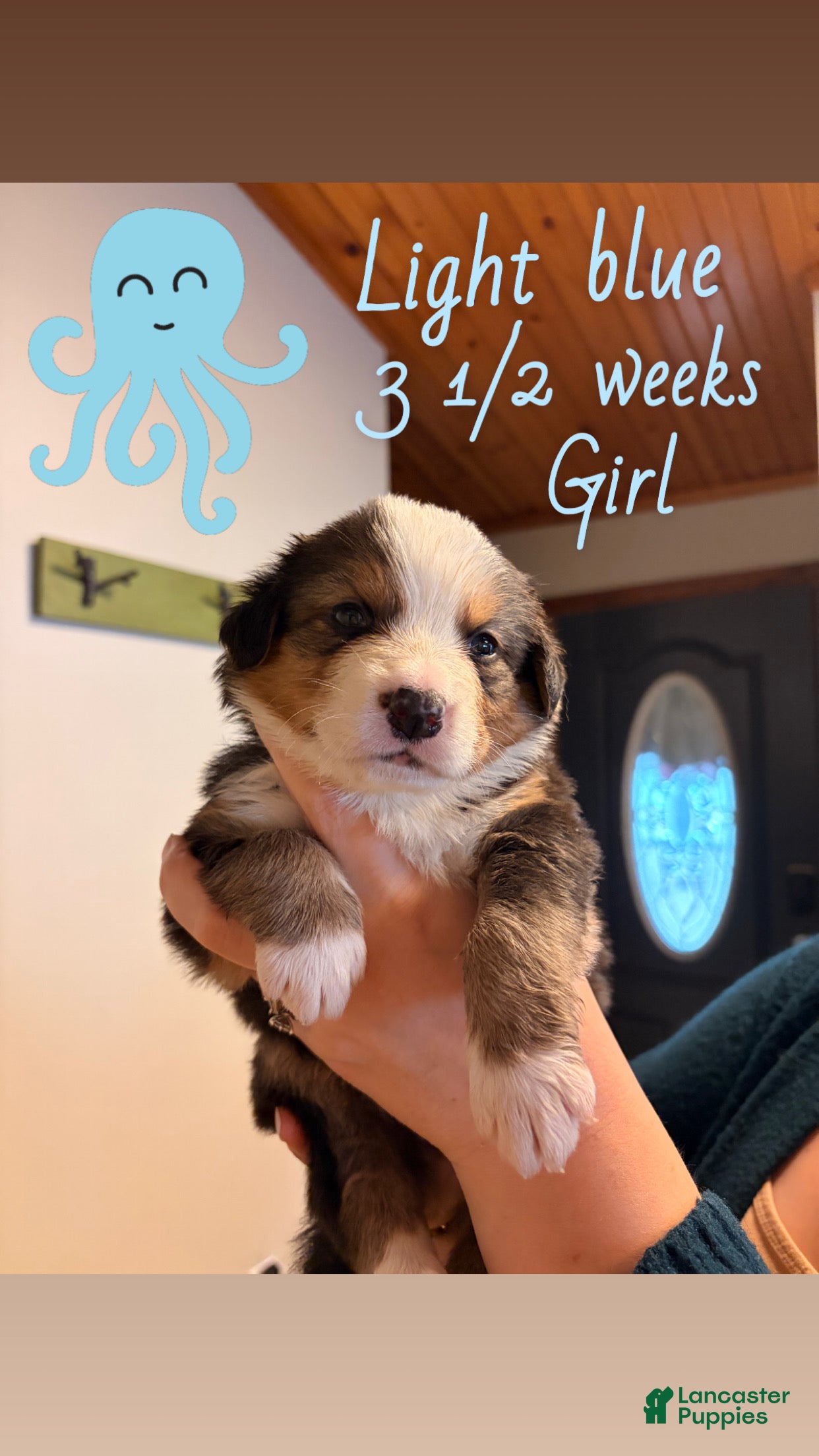Mixed Breed dogs Light Blue - Ad 35