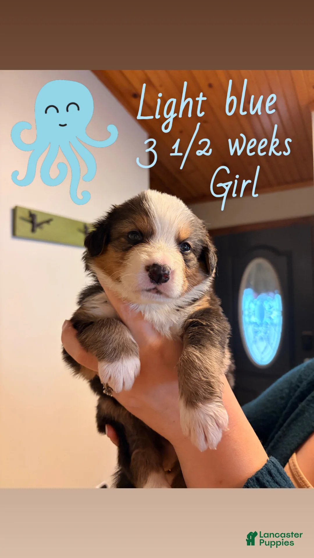 Mixed Breed dogs for sale: Light Blue - Ad 1