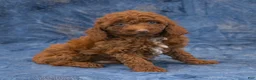 Miniature Poodle dogs for sale: Ruger - Ad 4