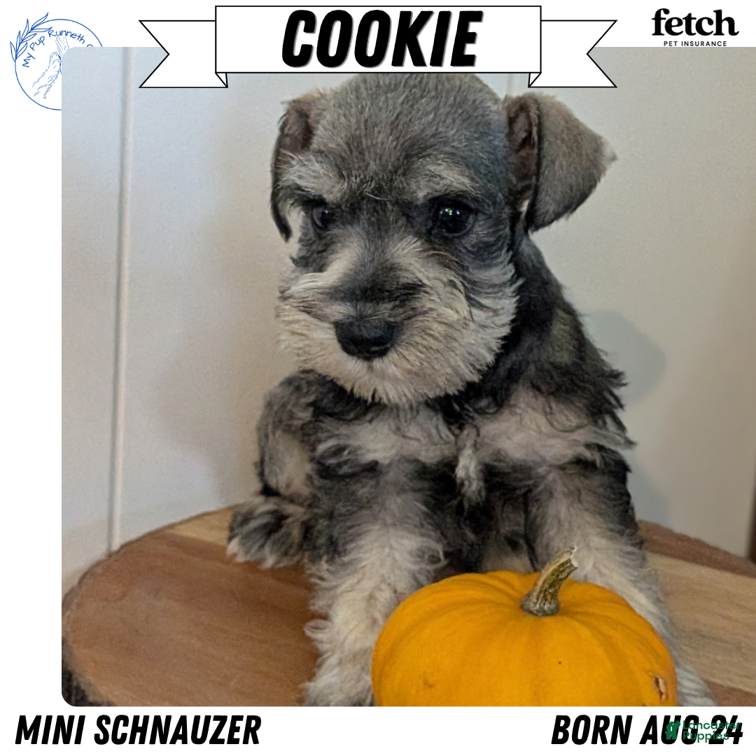 Cookie (Miniature Schnauzer, Female) in Goshen, IN