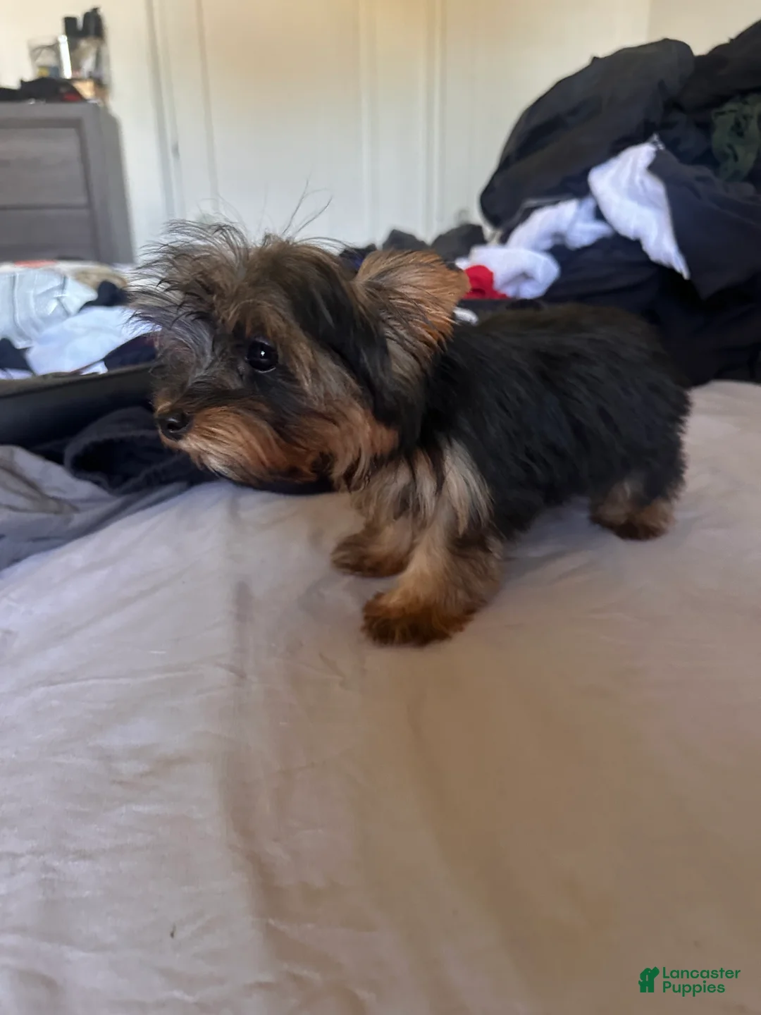 Yorkshire Terrier dogs for sale: Teacup Bruno  - Ad 2