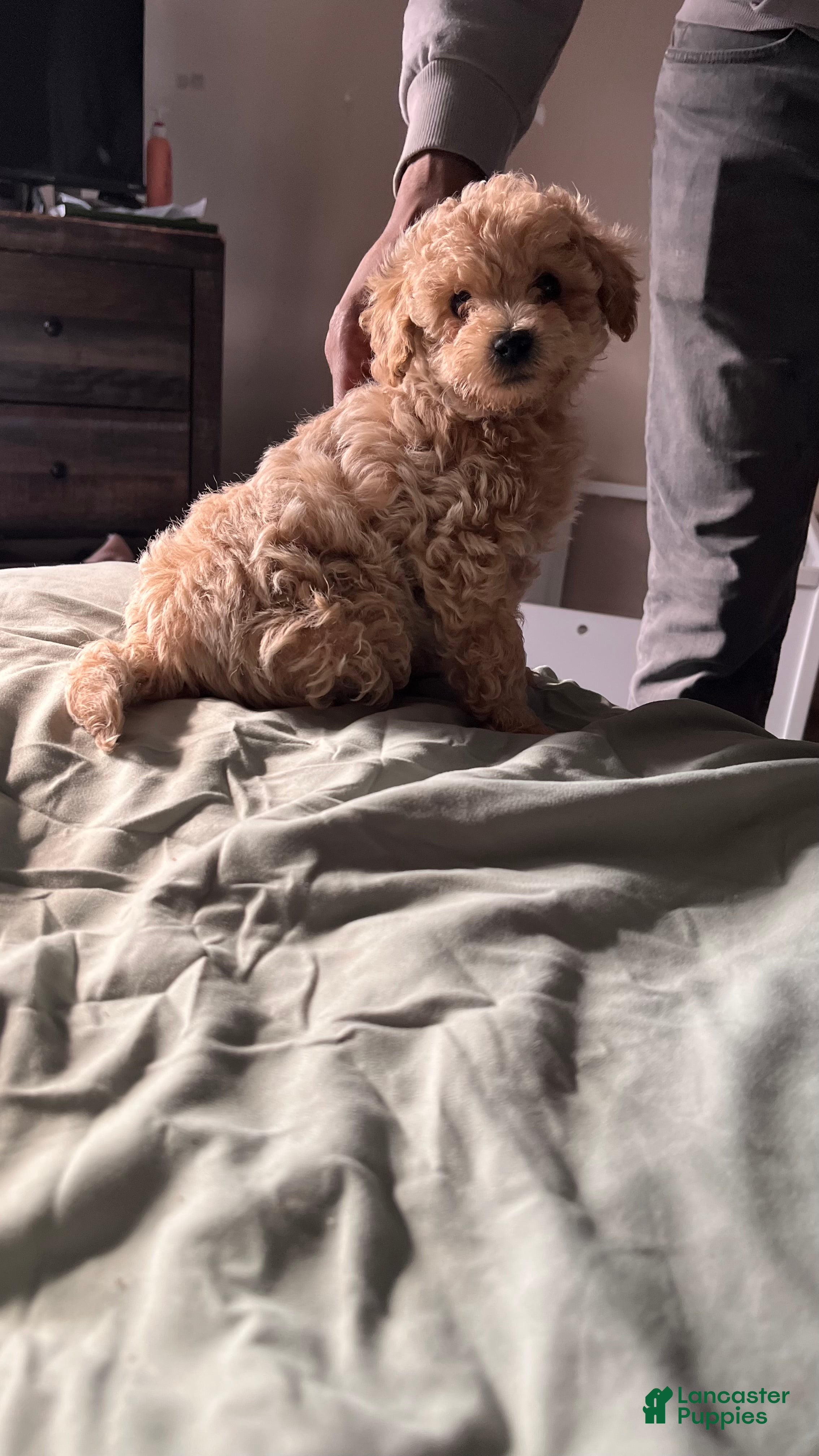 Bichpoo dogs Harlow - Ad 25