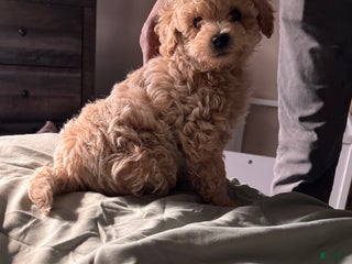 Bichpoo dogs Harlow - Ad 25