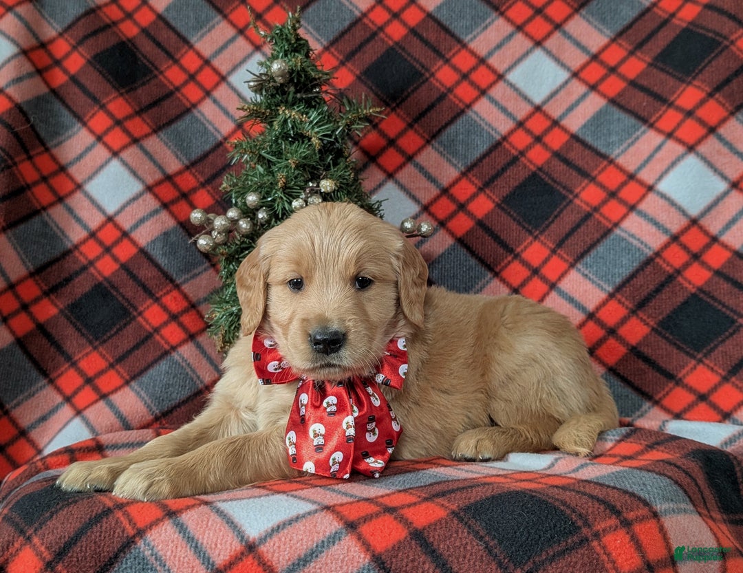 Golden Retriever dogs for sale: Boyd - Ad 4