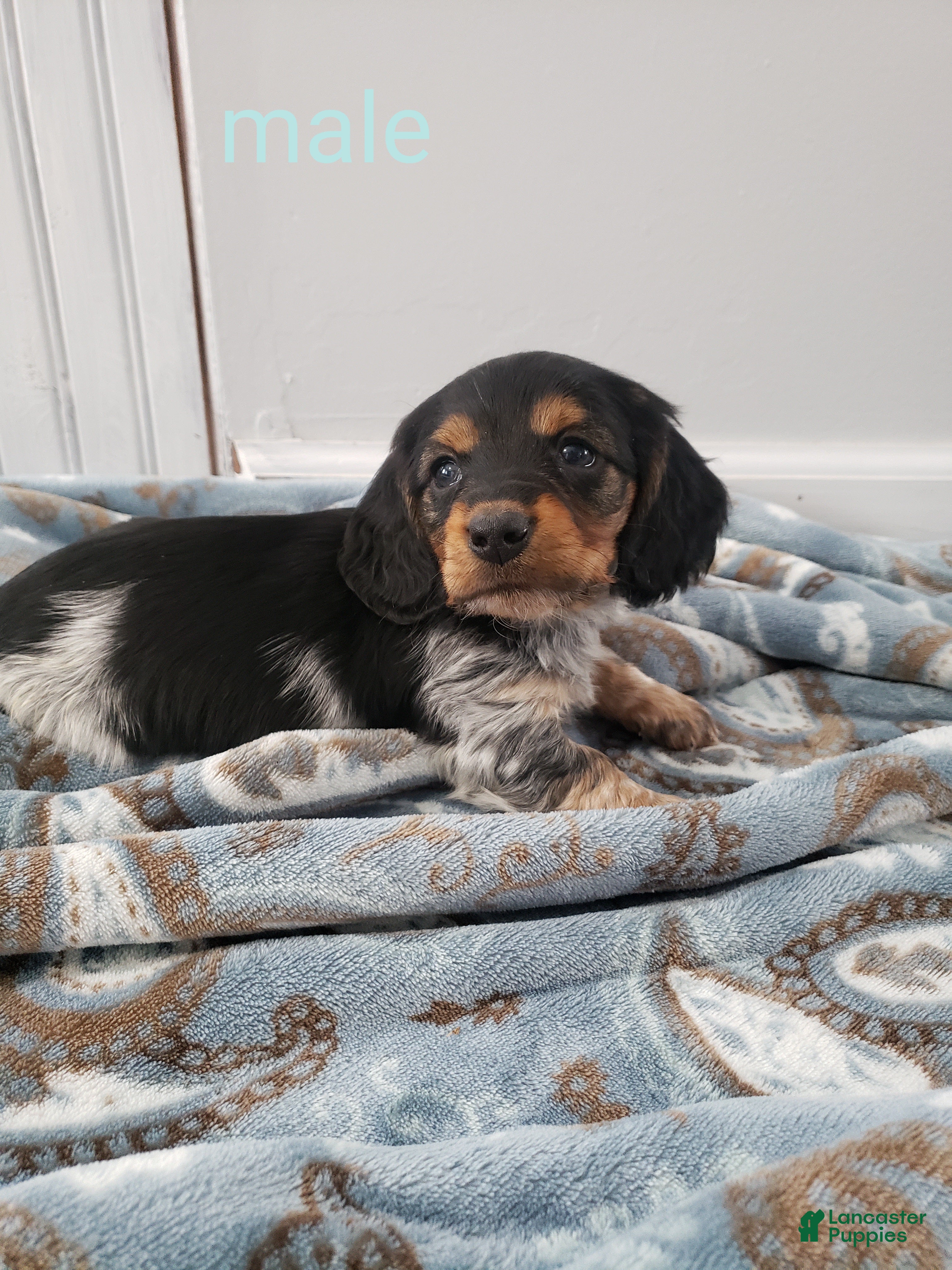 Miniature Dachshund dogs Theo - Ad 30