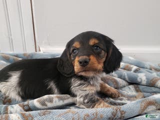 Miniature Dachshund dogs Theo - Ad 16