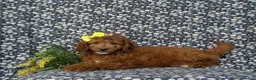 Mini Goldendoodle dogs for sale: Teegan 9 lbs Full Grown - Ad 4