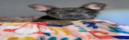 French Bulldog dogs for sale: Puppy Oliver - Ad 2