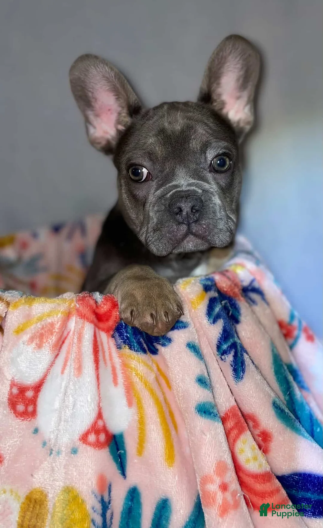 French Bulldog dogs for sale: Puppy Oliver - Ad 2