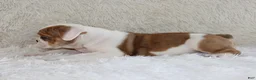 English Bulldog dogs for sale: Henry - Ad 4