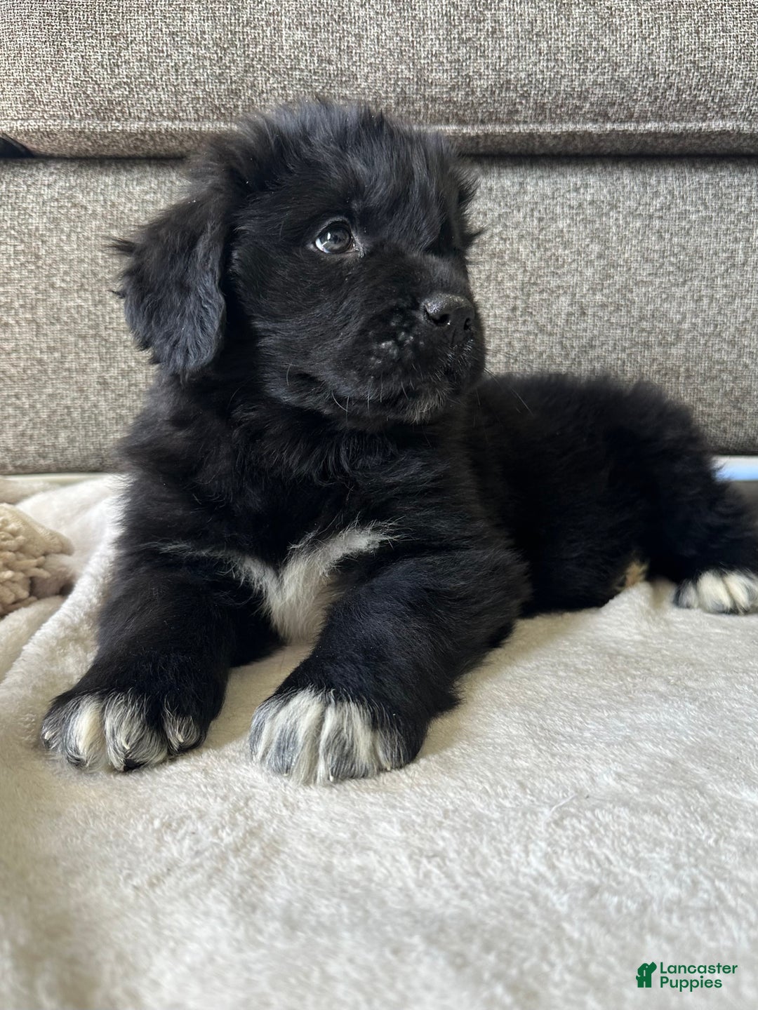 Newfoundland dogs for sale: OFA,AKC,CH, “Raine”  - Ad 5