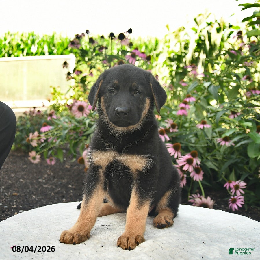 German Shepherd dogs Lucy  - Ad 2