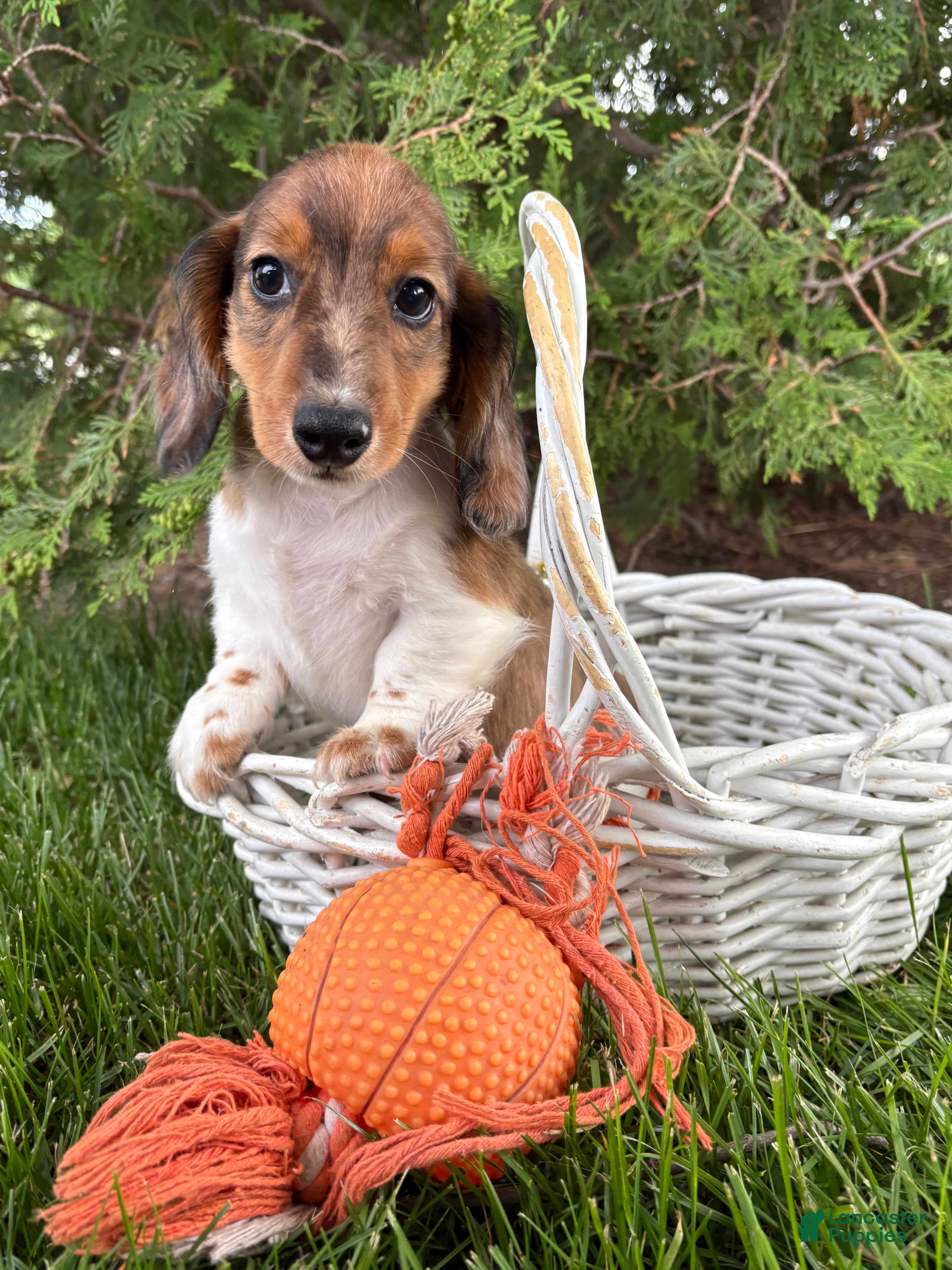 Dachshund dogs Wallen - Ad 1