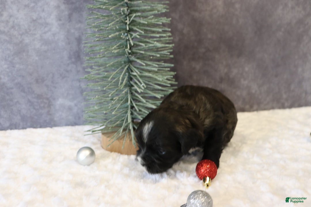 Shihpoo dogs for sale: Pepper - Ad 6