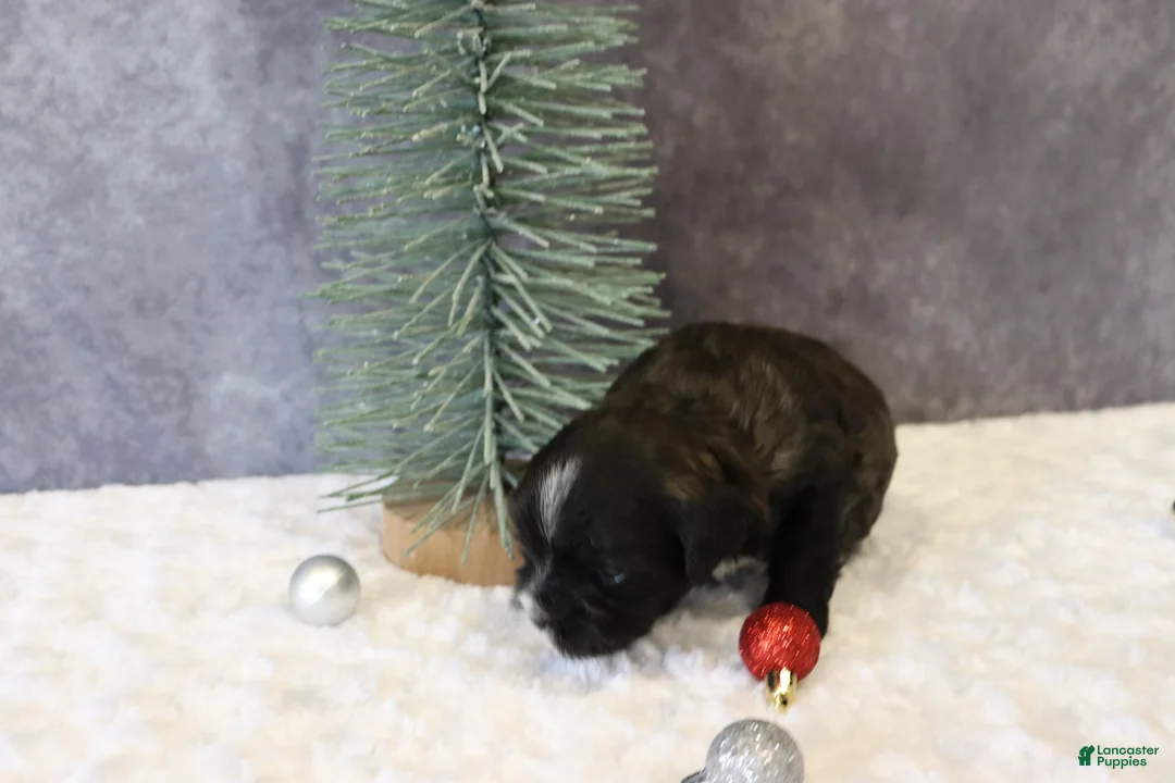 Shihpoo dogs for sale: Pepper - Ad 6