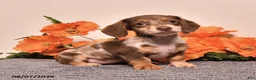 Miniature Dachshund dogs for sale: Indy - Ad 3