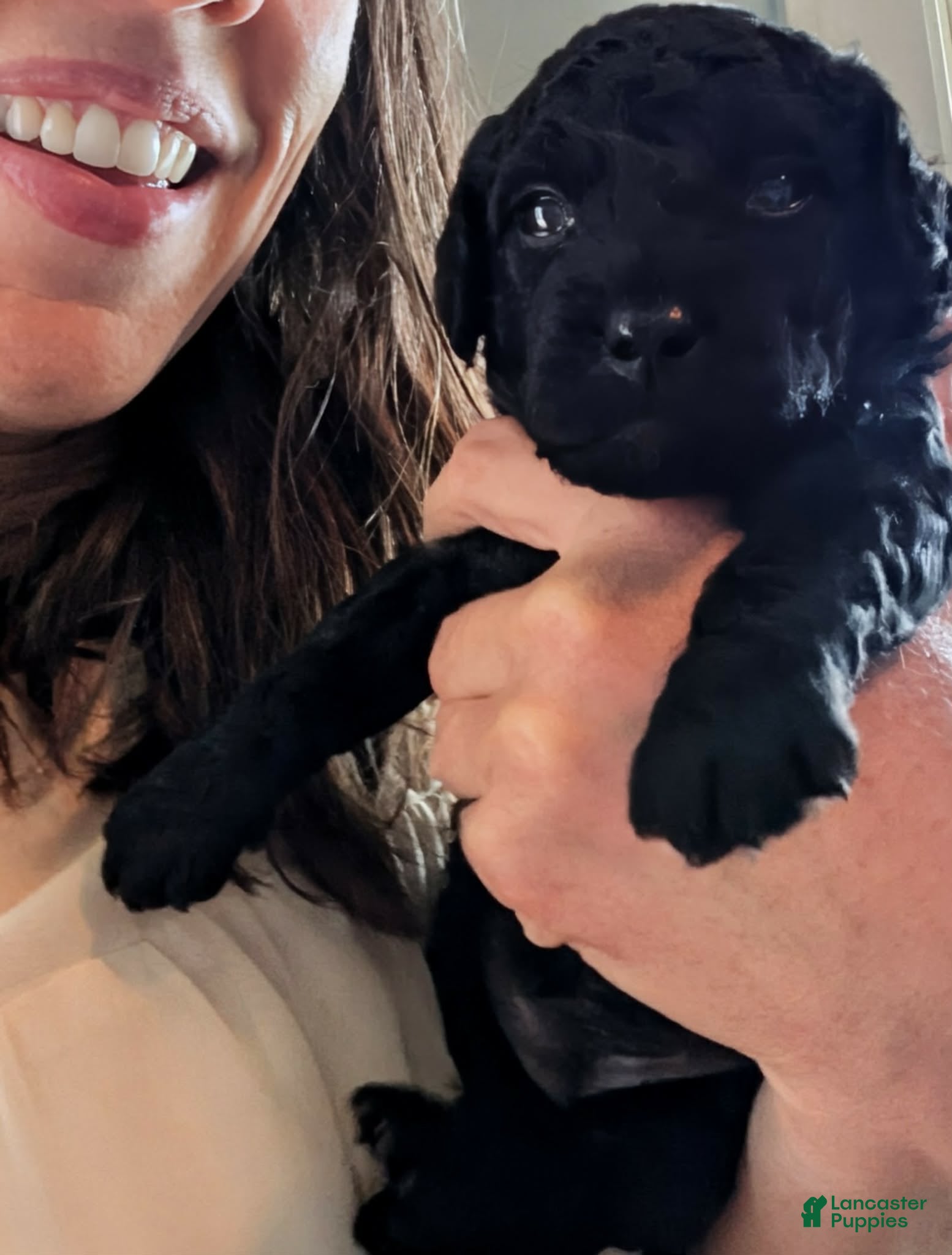 Mixed Breed dogs Mini Golden Bernedoodle- Violet - Ad 12