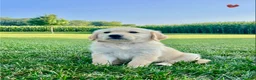 Golden Retriever dogs for sale: Gavin - Ad 2