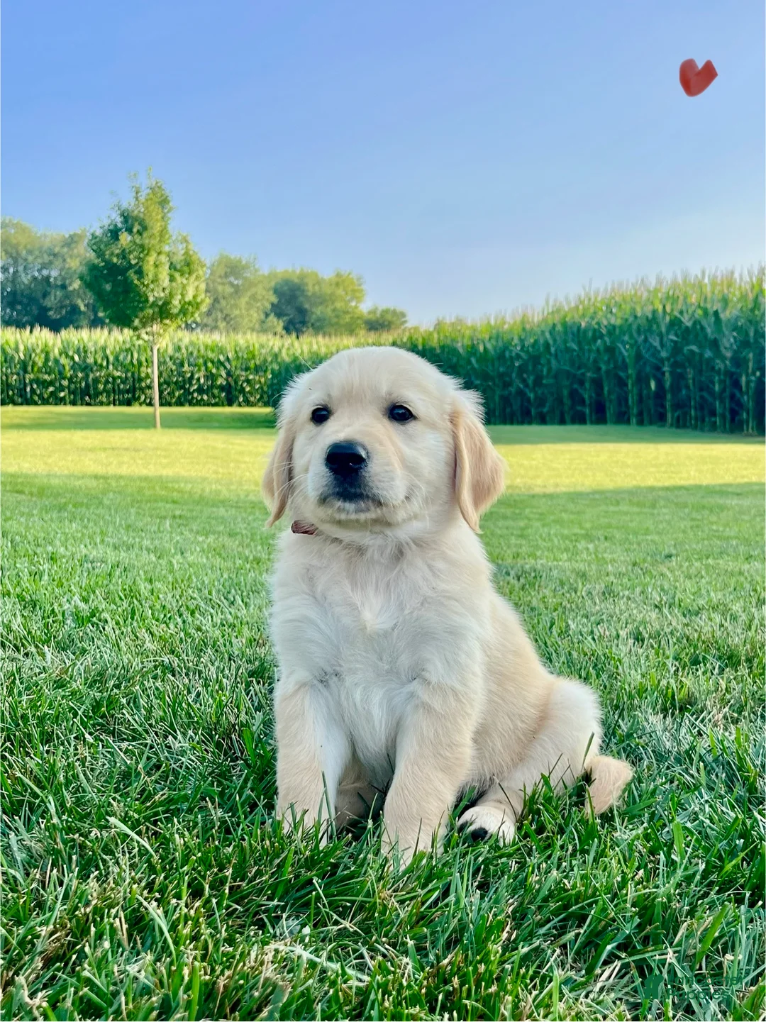 Golden Retriever dogs for sale: Gavin - Ad 2